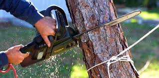 Best Tree Removal  in Embreeville, TN